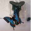 Solární létající motýl Solar Butterlfy Otakárek modrý